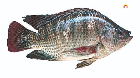 Fish Farming