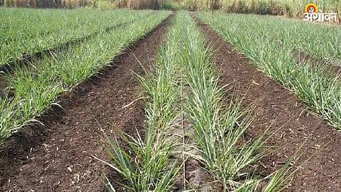 Sugarcane Cultivation