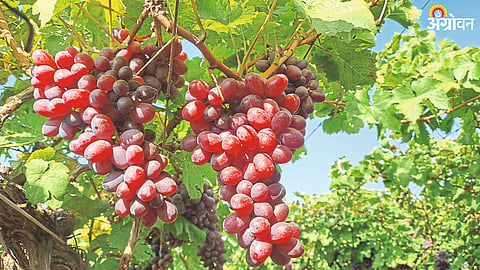 Exportable Grapes