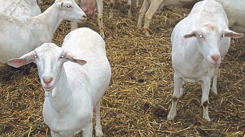 Sanen Goat