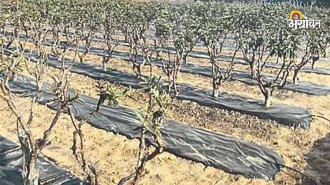 Fruit Orchard