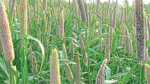 Bajara 