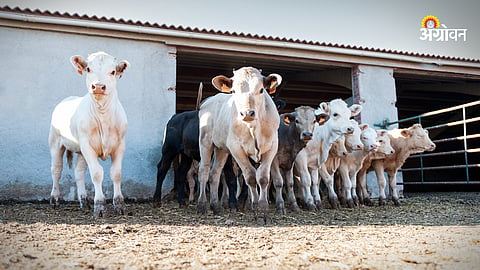 Animal Husbandry