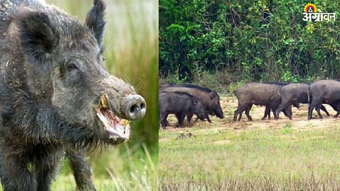 Wild Animal