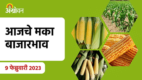 Maize rate