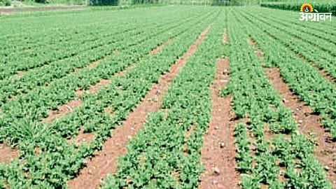 Groundnut Cultivation