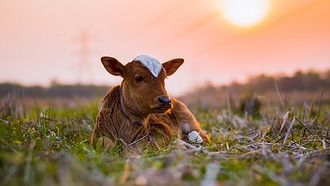Animal Care