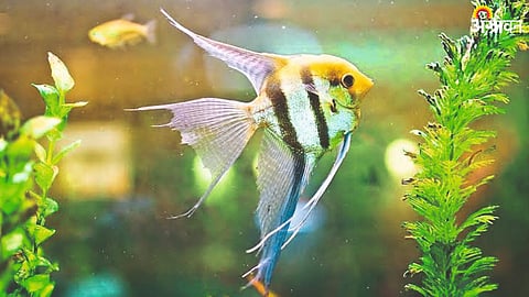 Fish