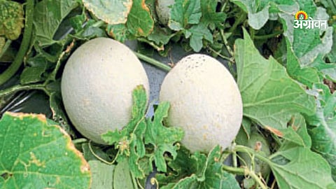 Watermelon Rate
