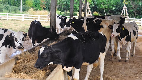 Fodder Management