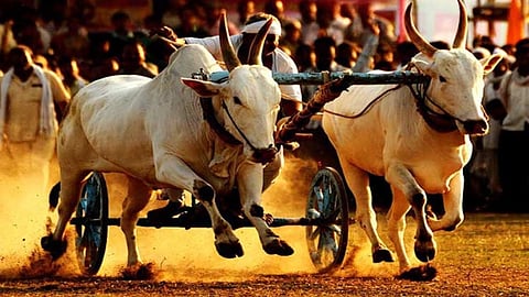 Bullock Cart 
