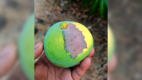 Hapus Mango 