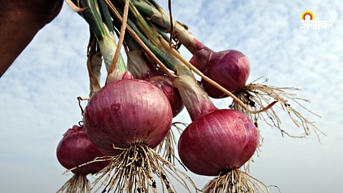 Onion 