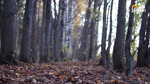 leaf fall
