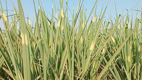 Sugarcane Management