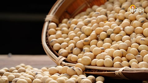 Soybean Market