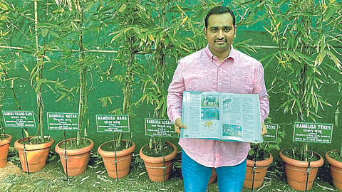 Bamboo farming in Nashik