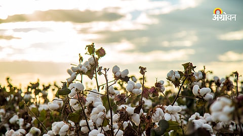 Cotton Market