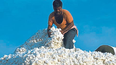 Cotton Market