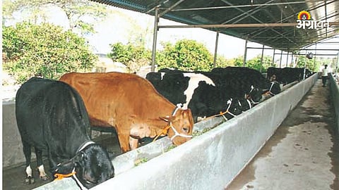 Animal Feed Management