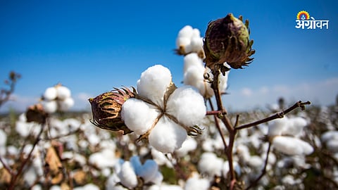 Cotton Varieties