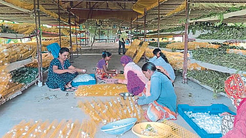 Sericulture 