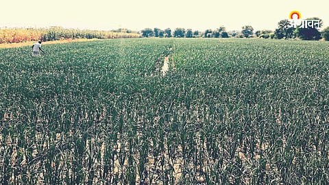 Onion Crop