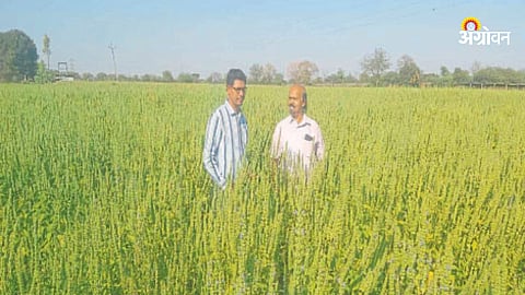 Chia Cultivation
