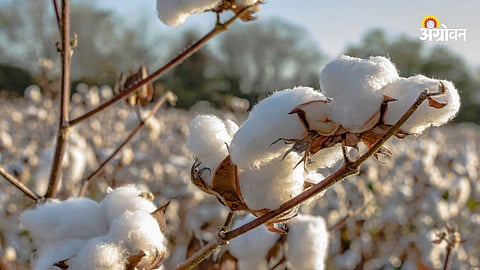 Cotton Market 