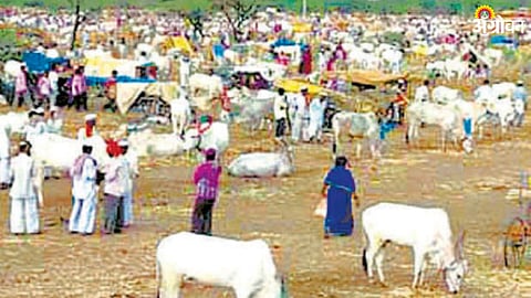 Animal Market