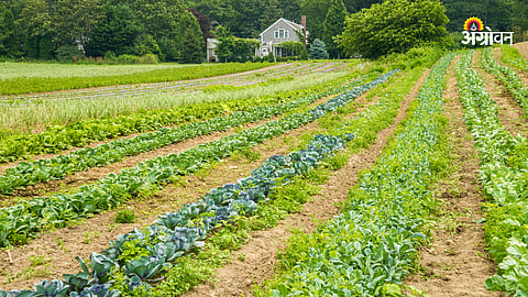 Organic Farming