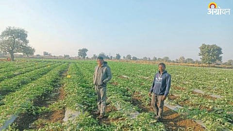 Watermelon Cultivation