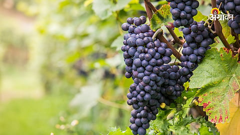 Grape Merchant