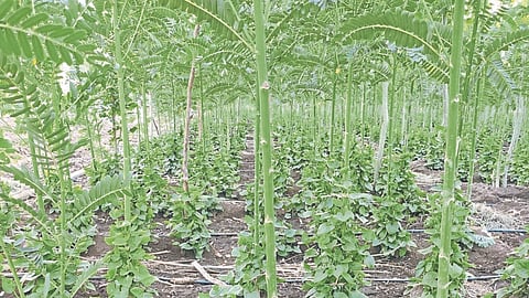 Crop Insurance