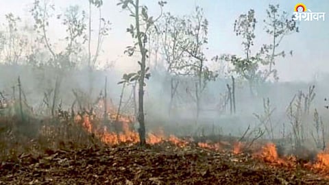 Washim Forest Fire