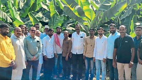 Banana Farming