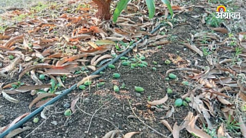Mango Production
