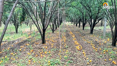 Orange Orchard Damage