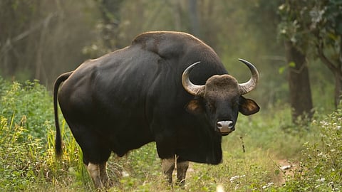 Wild Buffalo
