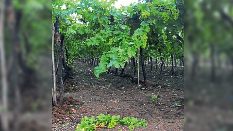 Crop Damage 