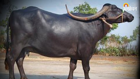 Buffalo