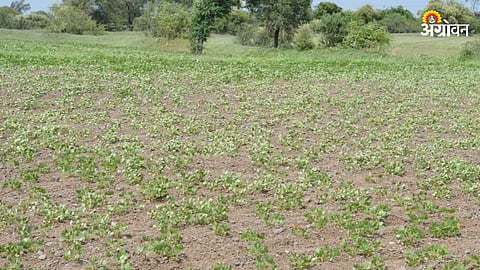 Rabi Crop