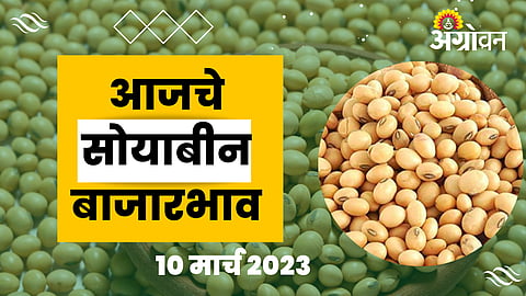 Soybean 