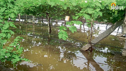 Crop Insurance