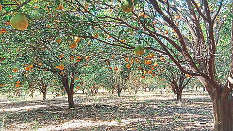 Orange Production