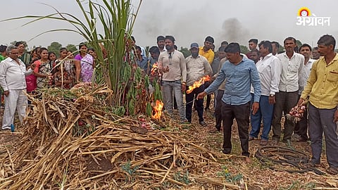 Onion Bajarbhav
