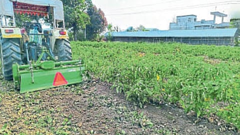 Vegetable Farming 