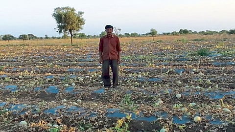 Watermelon Crop Damage 