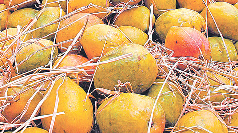 Mango Market