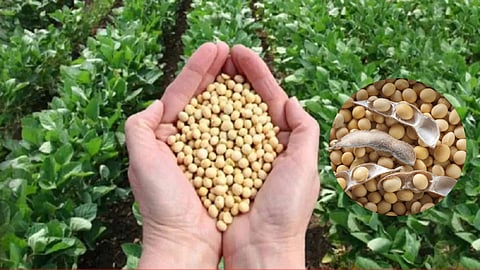 Soybean Rate 